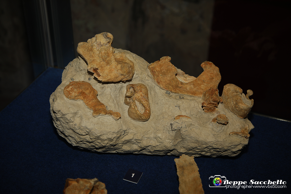 VBS_9566 - Museo Paleontologico - Asti.jpg